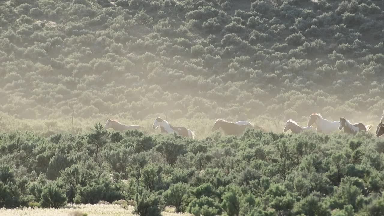 犹他马跑过山艾树在远方视频素材