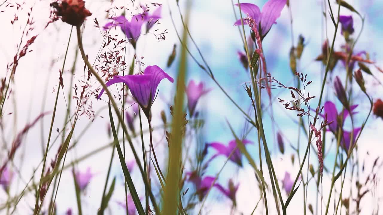 紫罗兰花在一个花园夏天视频视频素材