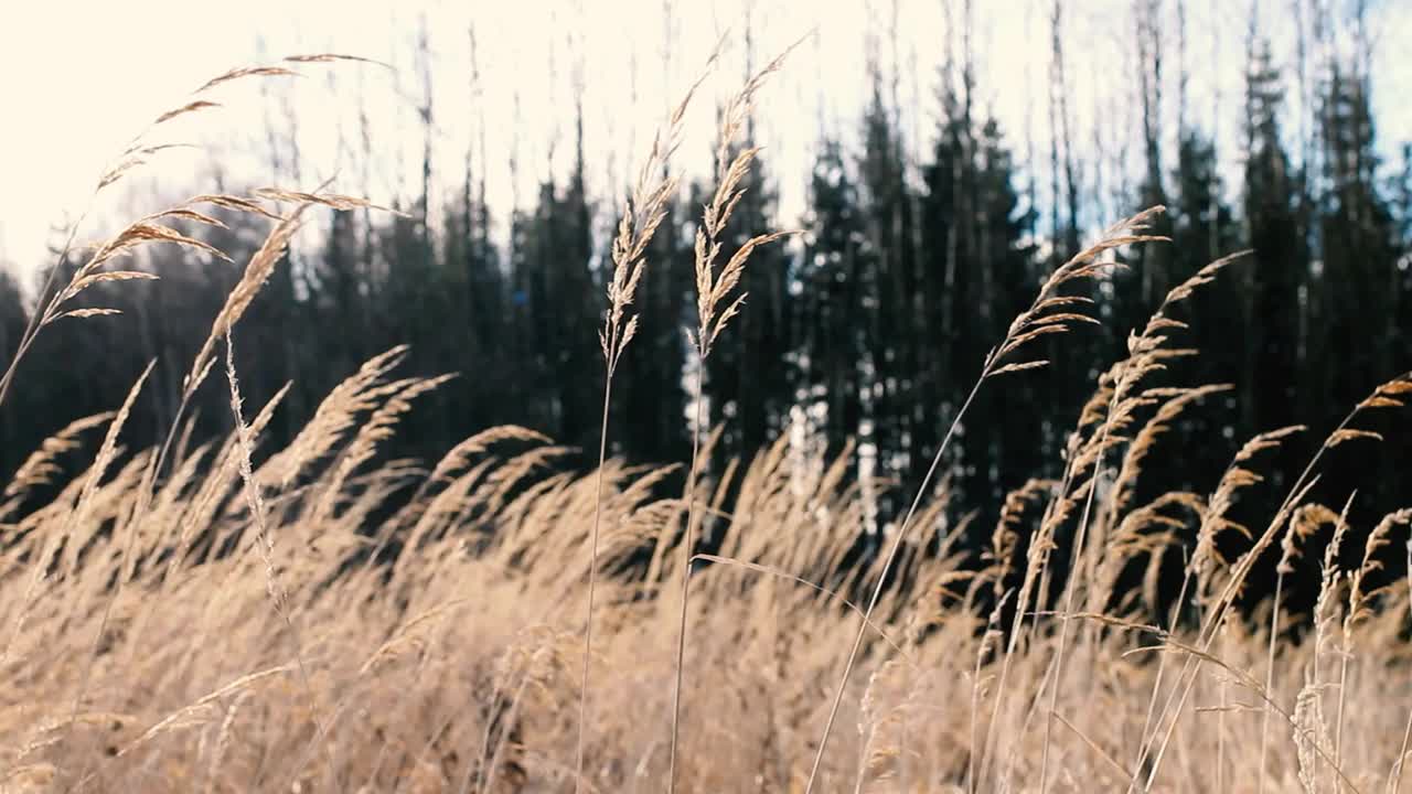 枯草在秋风中修剪背景视频素材