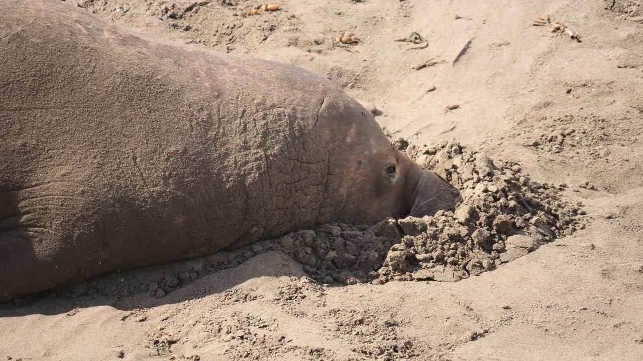 象海豹视频素材