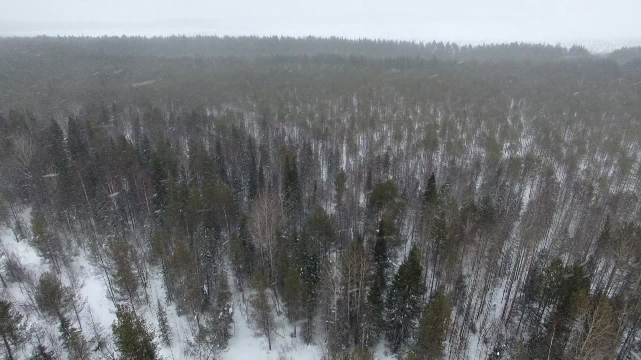 在降雪期间飞过森林视频下载