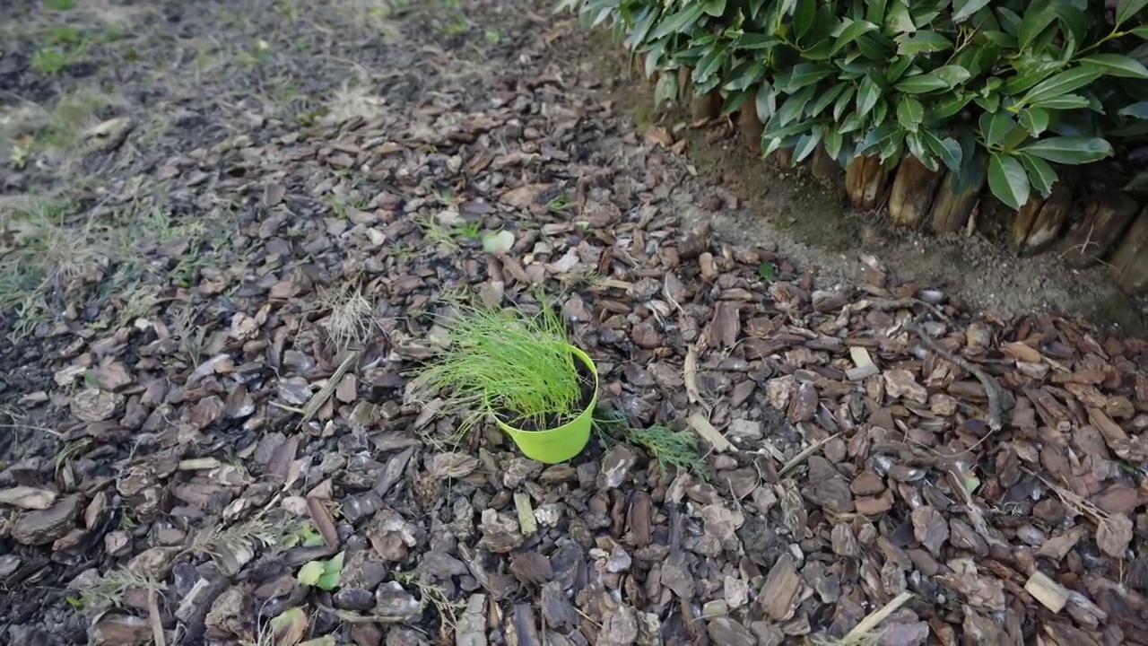 种植韭菜视频素材