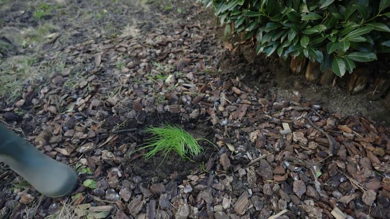 种植韭菜视频素材