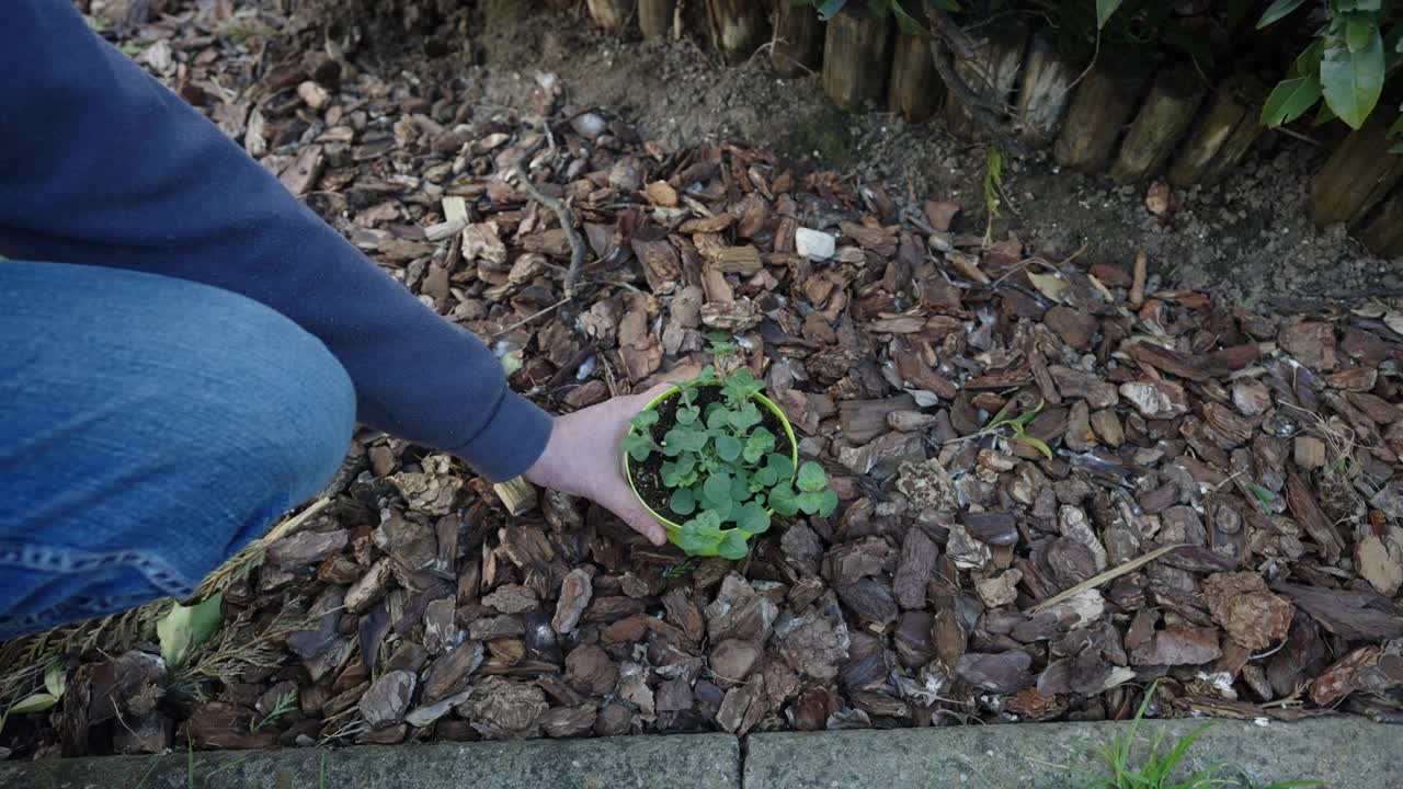 种植牛至视频素材