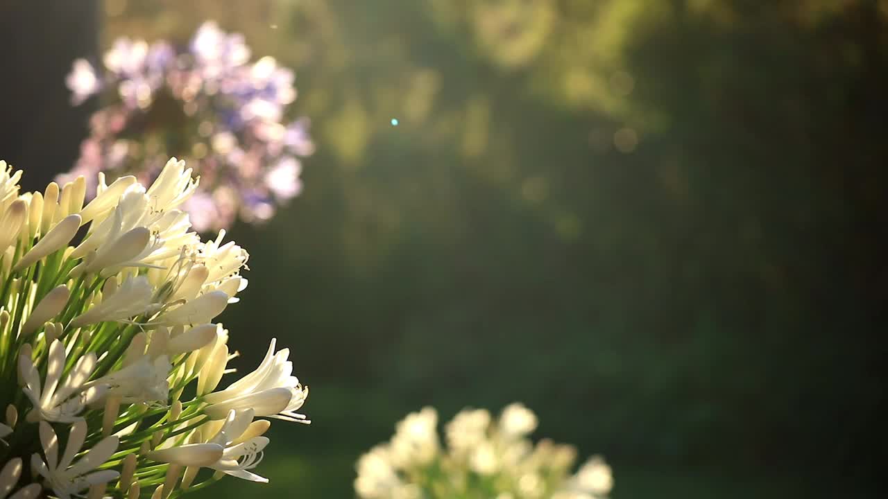 花的特写视频素材