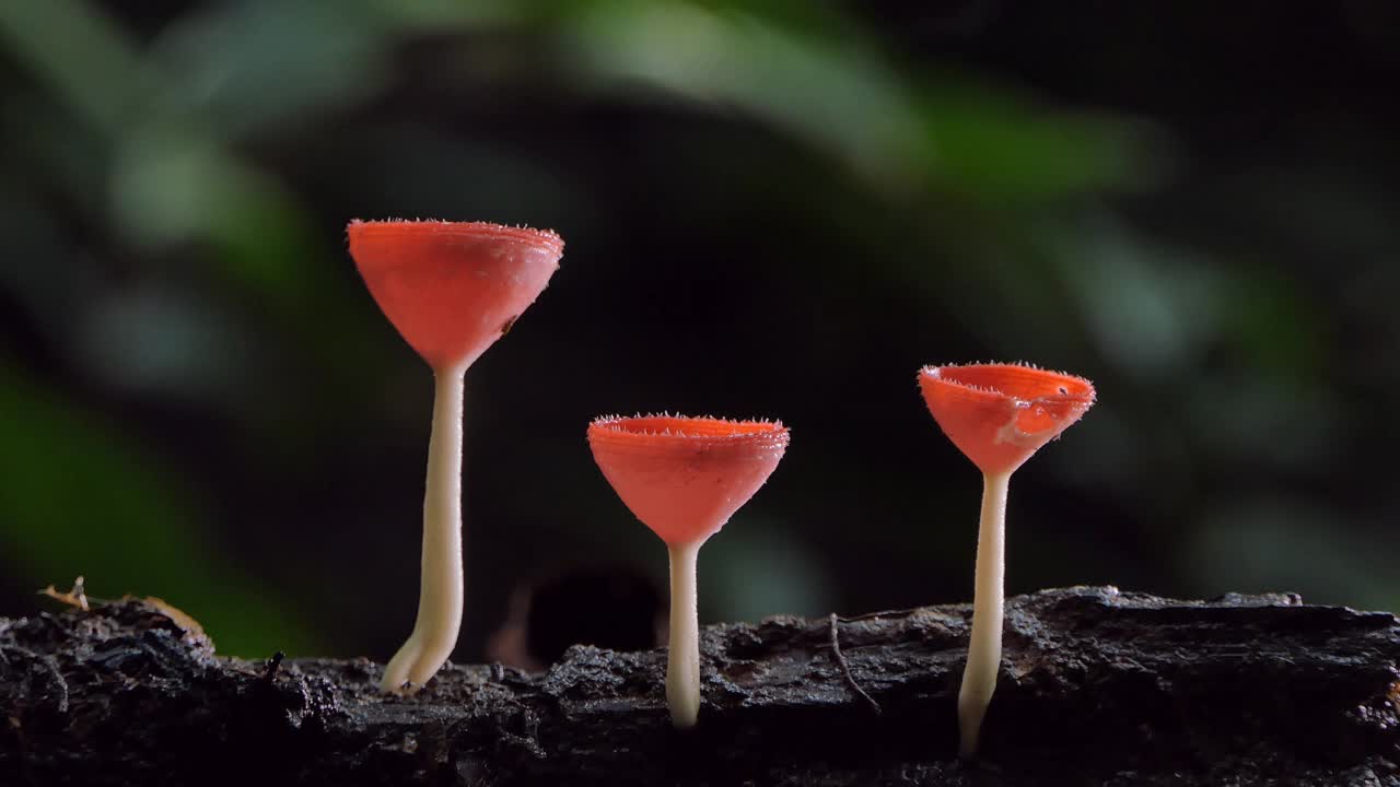 木材上的红蘑菇视频素材