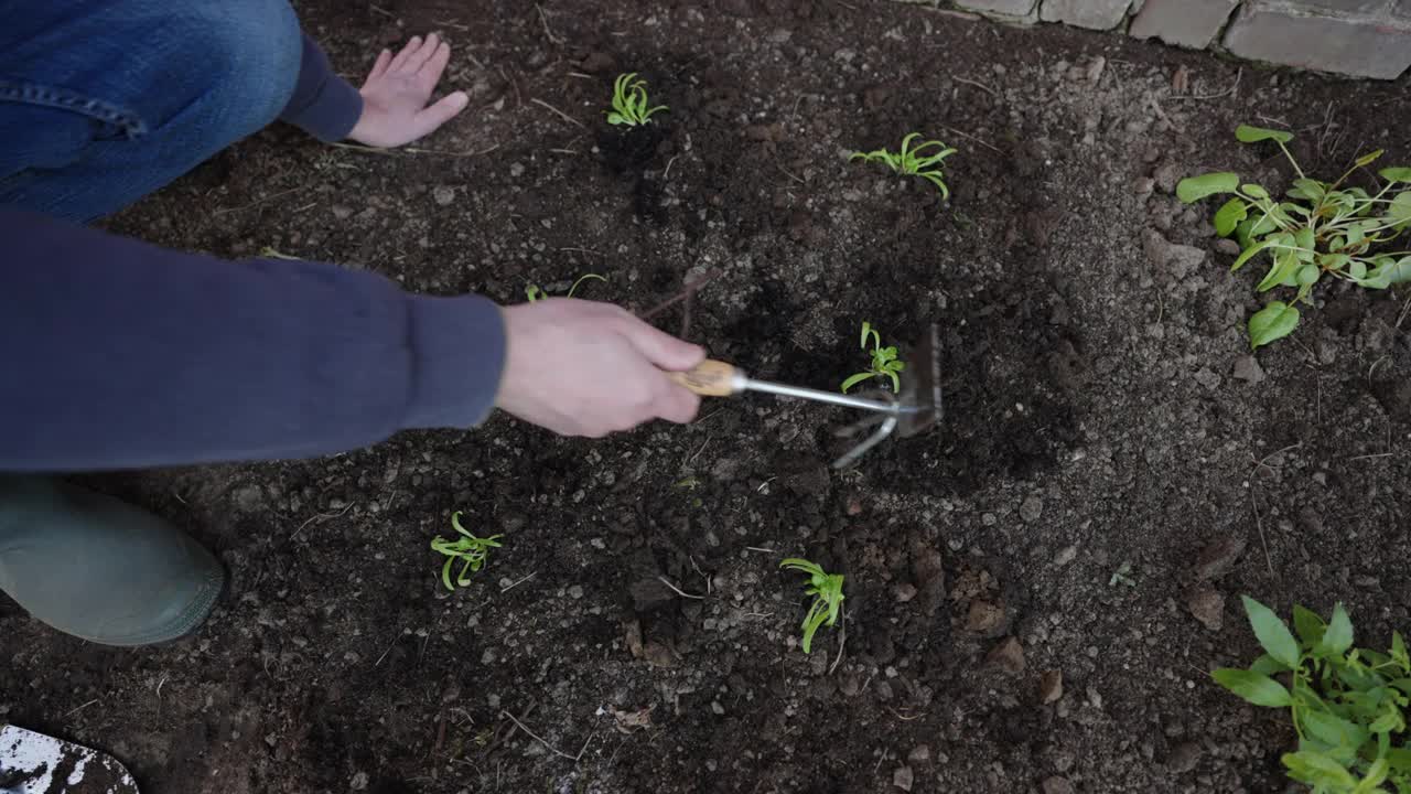 种植菠菜幼苗视频素材