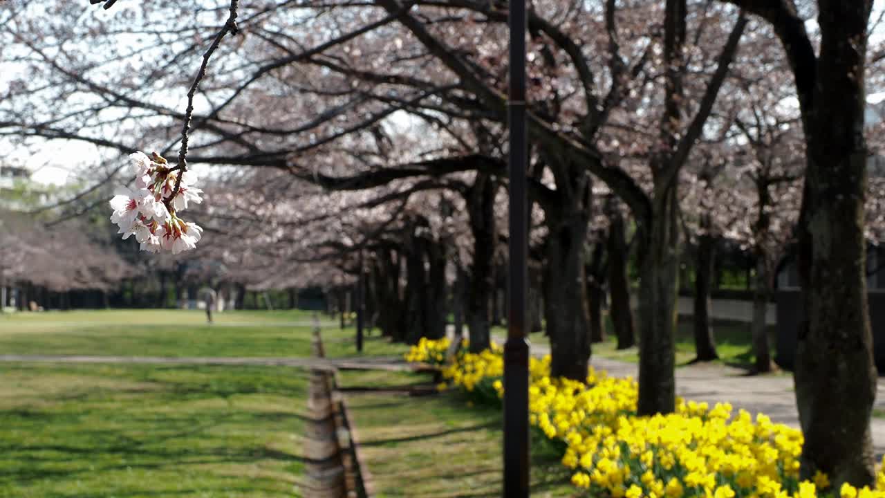 樱花樱花和黄色水仙在公园里盛开视频素材