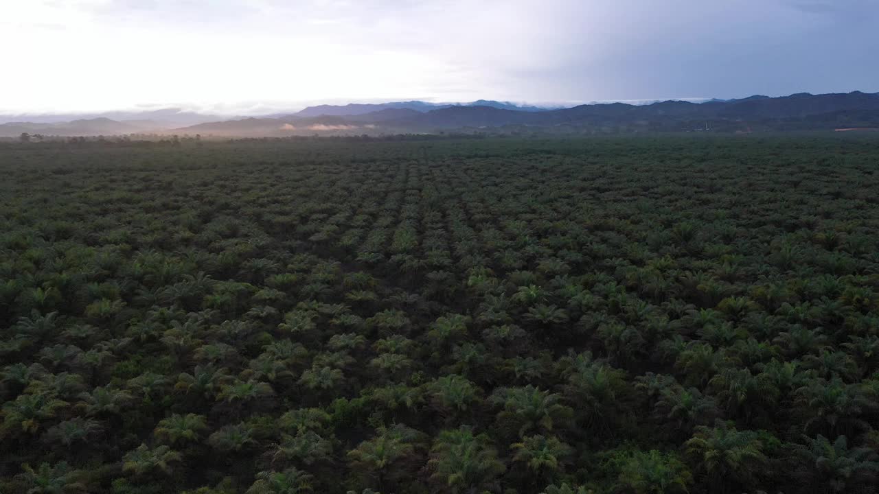 在博福特沙巴，婆罗洲棕榈油种植园的航拍镜头。视频素材