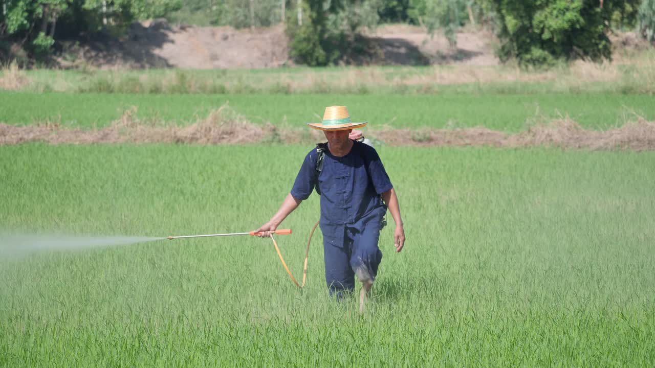 农民在稻田里喷洒除草剂视频素材