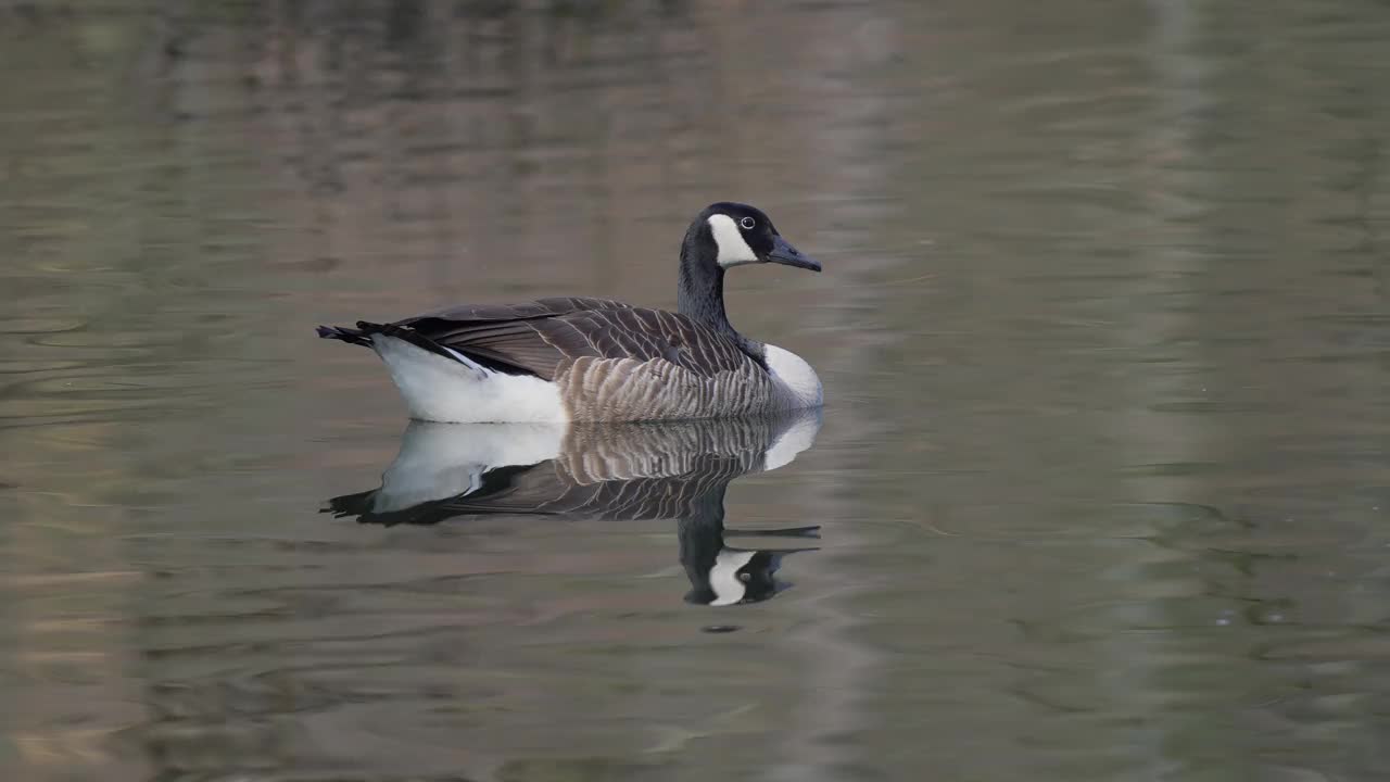 加拿大鹅，Branta canadensis，在春天配对视频素材