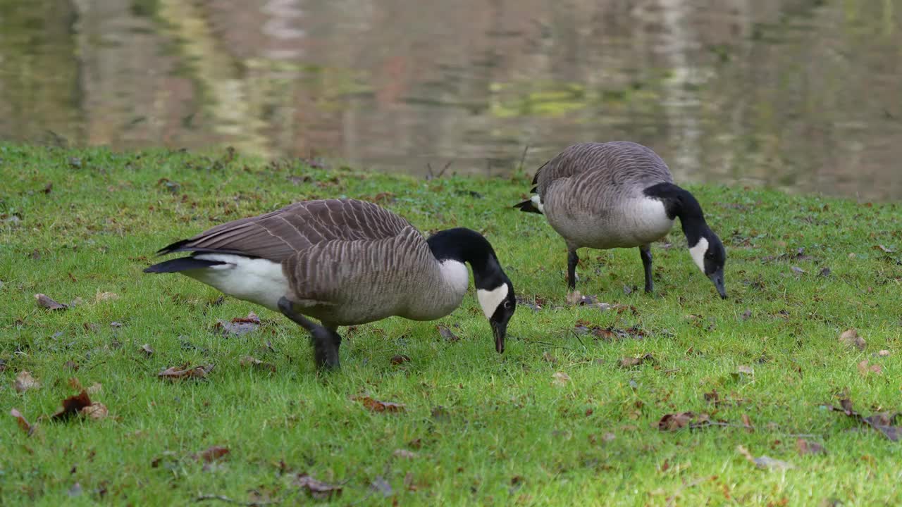 加拿大鹅，Branta canadensis，在春天配对视频素材