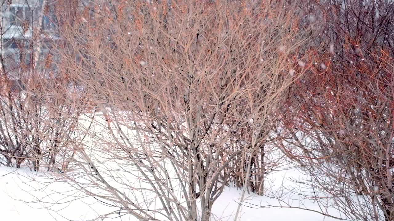 降雪在城市。雪花大片大片地落在地上和灌木丛中。慢动作视频素材