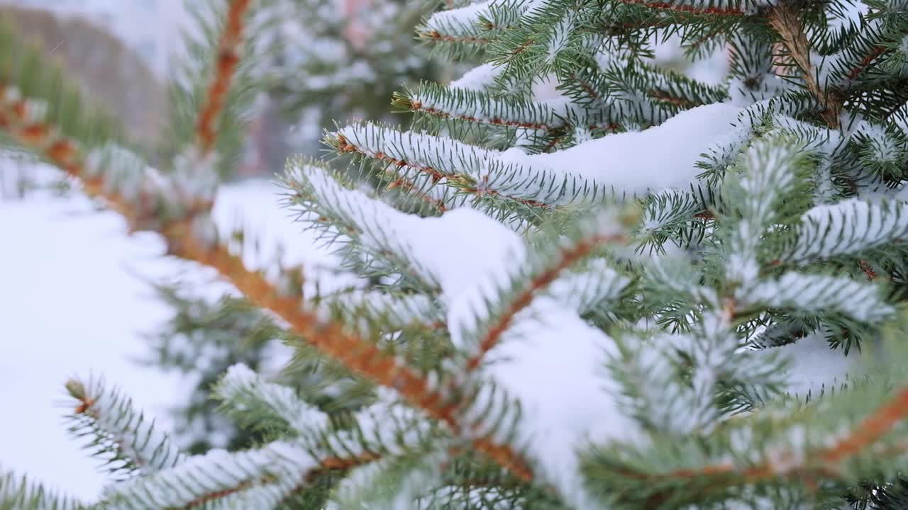 白雪覆盖的云杉树枝在风中摇摆特写。有选择性的重点。慢动作视频素材