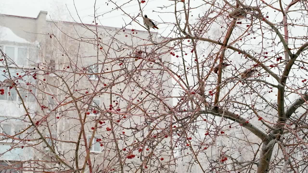 雪大片大片地落下。美丽的蜡翼鸟坐在树枝上吃冬天的浆果。降雪在城市。慢动作视频素材