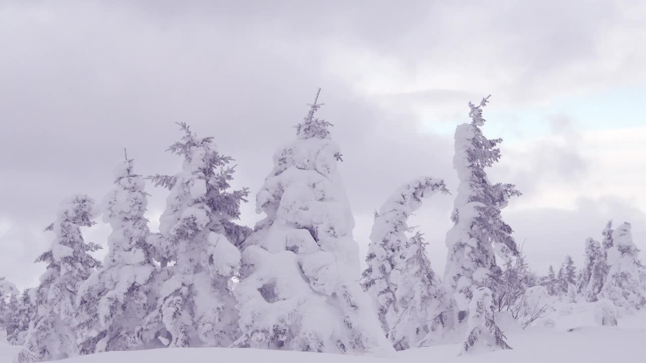 白雪下的冰冻树视频素材