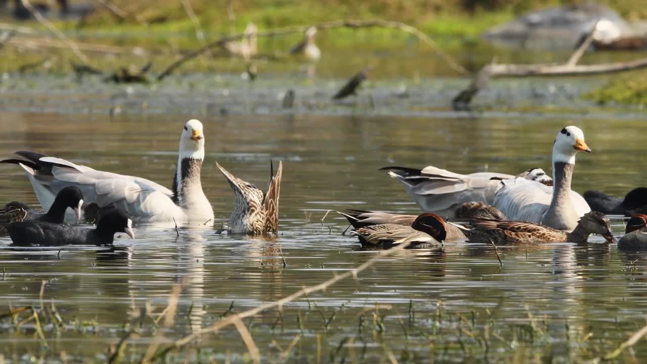 bar - headed goose or anser indicus pair和其他的鸭子或鸟类，像普通的欧亚蓝水鸭和gadwall和欧亚白骨顶漂浮在湿地在印度巴拉特普尔的keoladeo国家公园视频素材