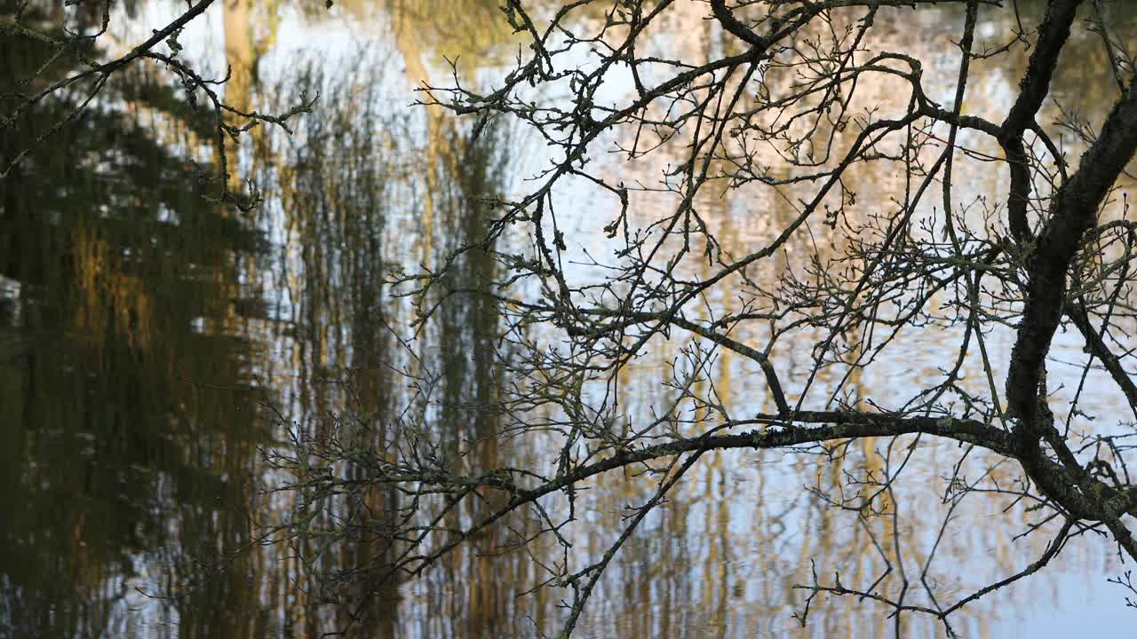 池水荡漾，树在水中倒映，树枝在水中剪影视频素材