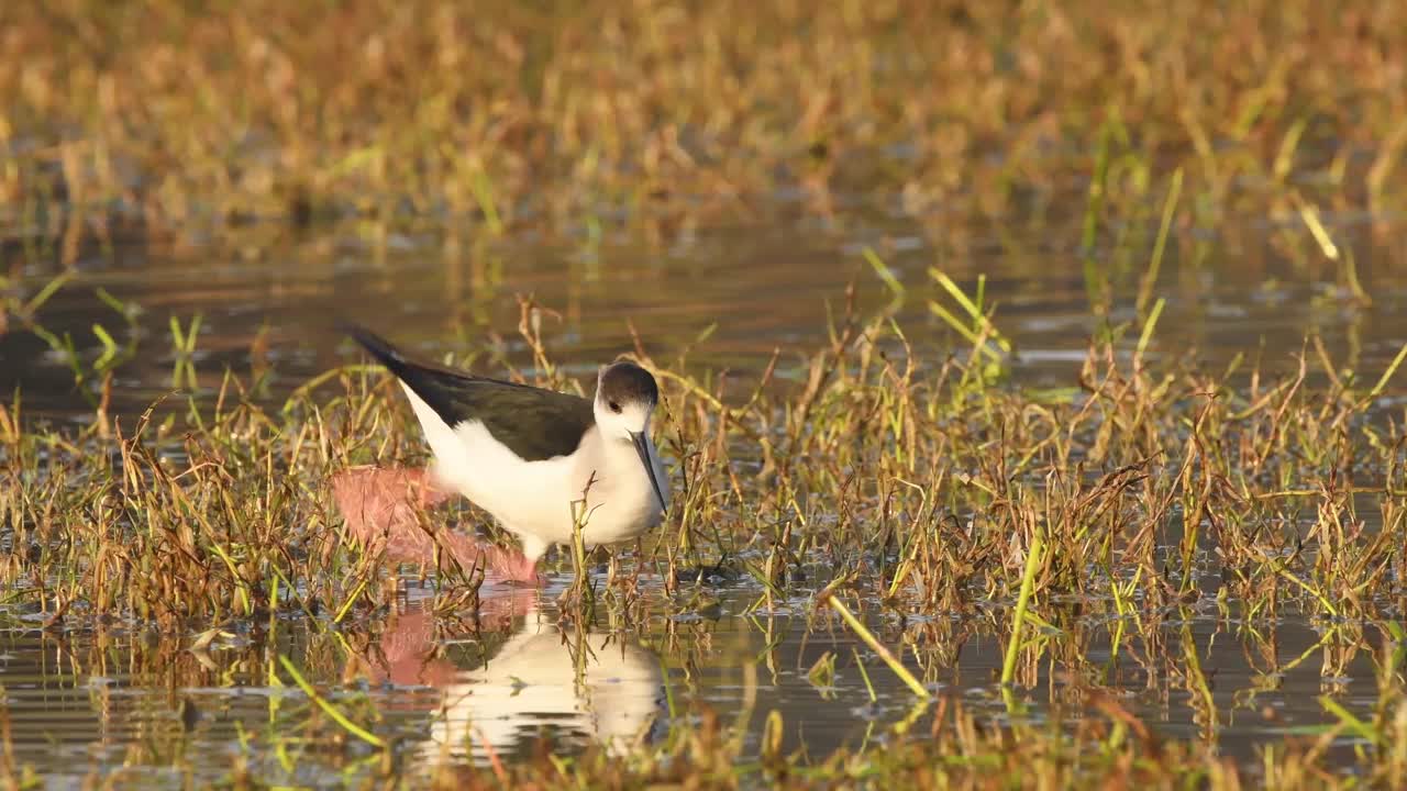 黑色翅膀的高跷或Himantopus Himantopus近距离拍摄在清晨黄金小时的光与反射在keoladeo国家公园或印度bharatpur鸟类保护区的浅水进食行为视频素材