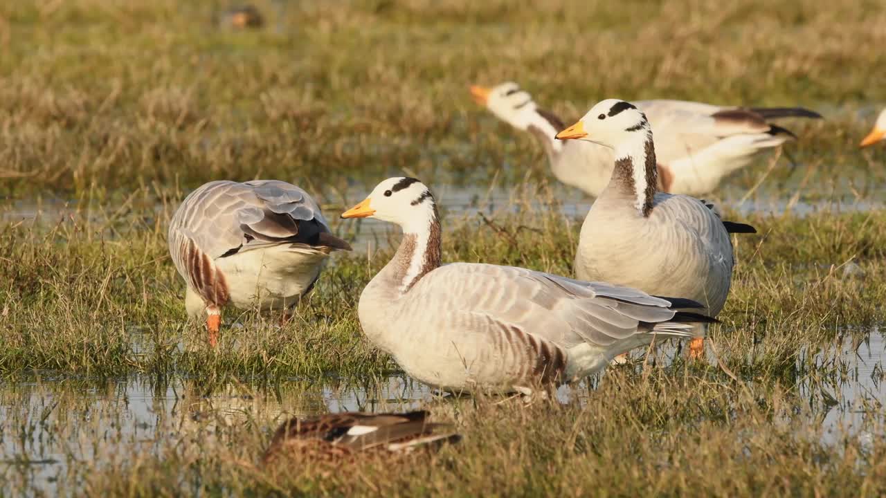 在印度巴拉普尔的keoladeo国家公园湿地上，在金色时间的阳光下，bar-headed goose或bar-headed goose家族的近景拍摄视频素材