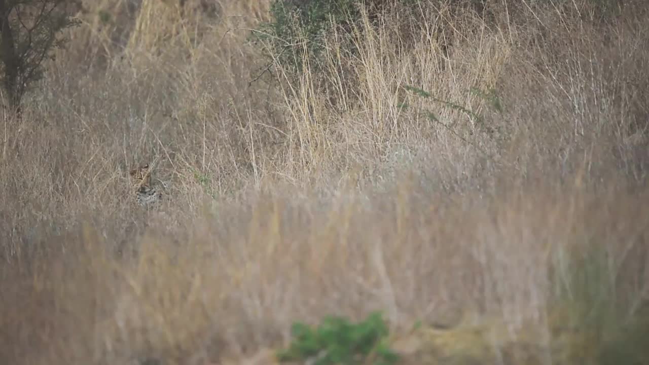 野生雄性豹或豹伪装在高草与目光接触在印度中部的森林- panthera pardus fusca视频素材