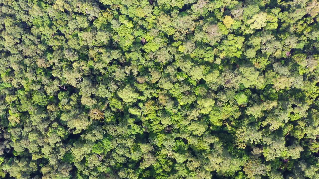 4k鸟瞰图的原始茂密的绿色热带雨林视频素材