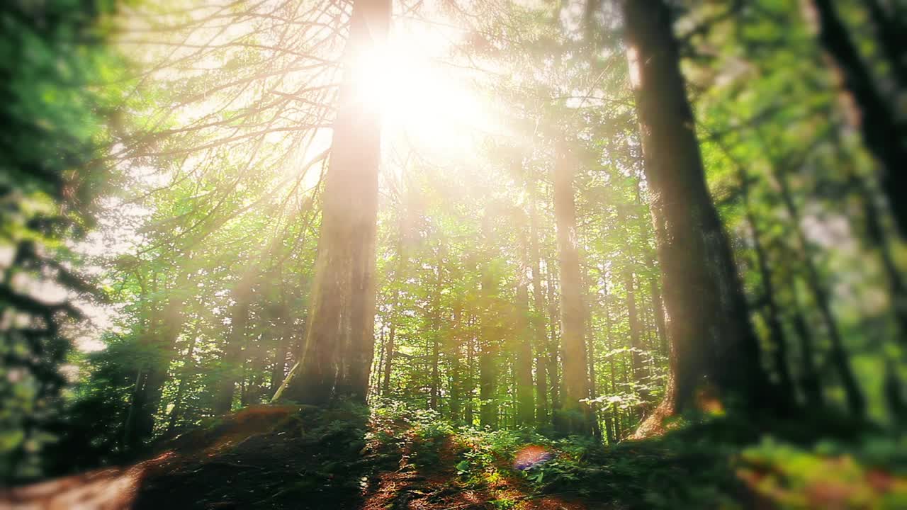 森林里的早晨。阳光穿过树木视频素材