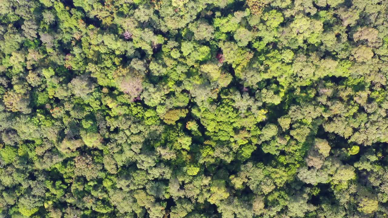 4k鸟瞰茂密的绿色丛林，空中俯瞰热带雨林视频素材