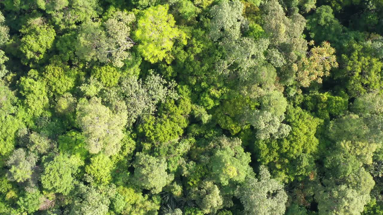 4k鸟瞰图的原始茂密的绿色热带雨林视频素材