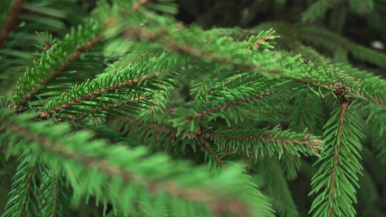 新鲜圣诞树上蓬松的大树枝。云杉树的纹理、背景、自然视频素材