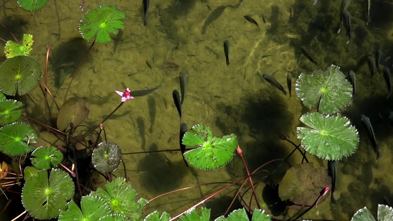 水生植物视频素材