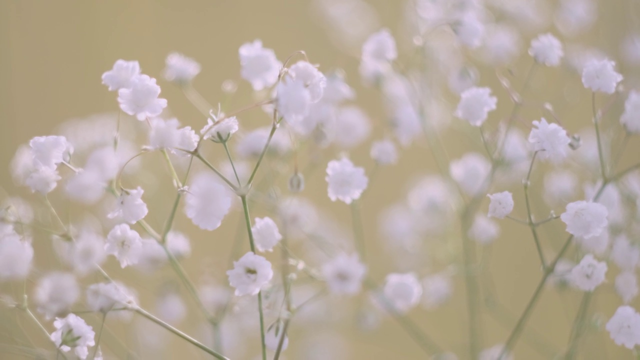 白色的小花的gypsophila特写在一个光的背景。视频素材