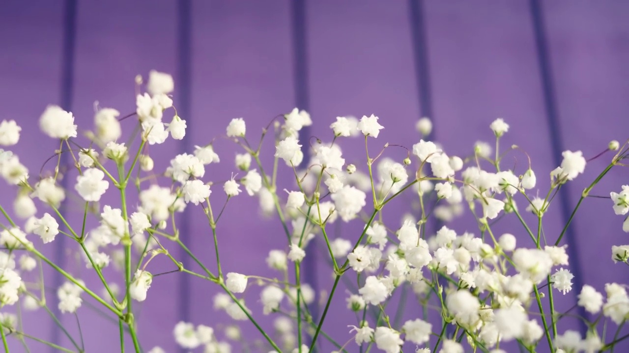 白色的小花的gypsophila特写在一个光的背景。视频素材