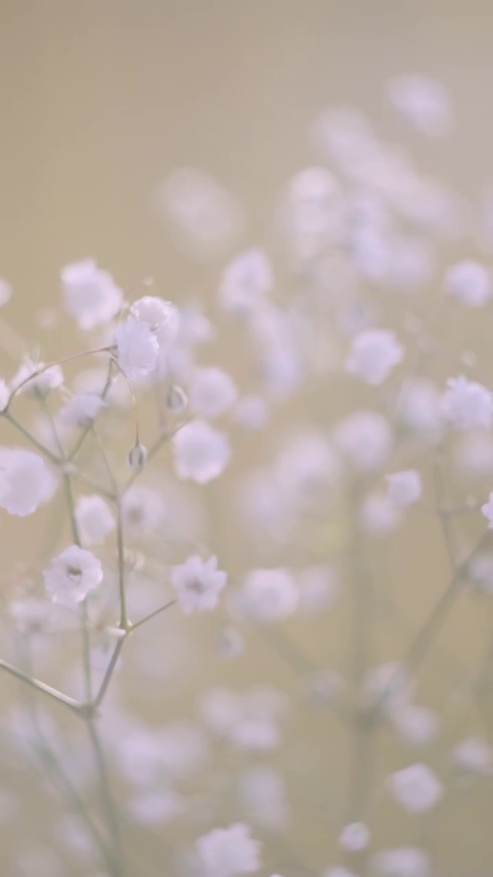 白色的小花的gypsophila特写在一个光的背景。视频素材