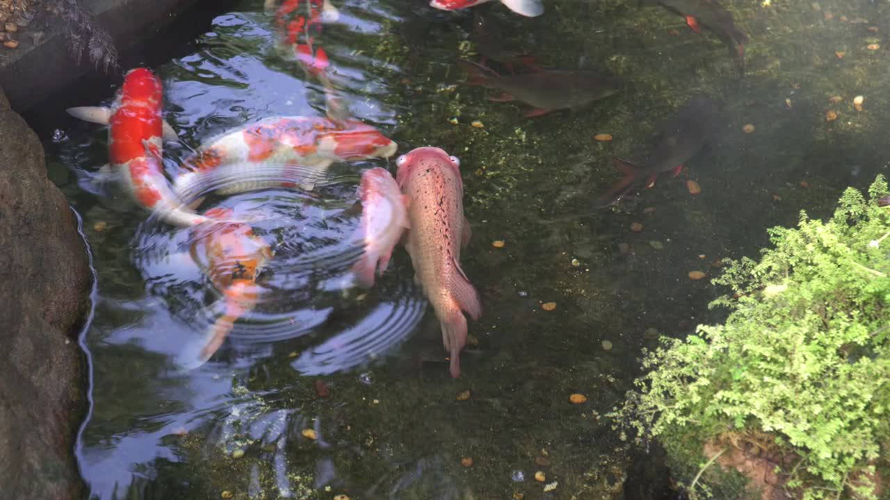 花式鲤鱼鱼或锦鲤在池塘游泳，游泳运动视频素材