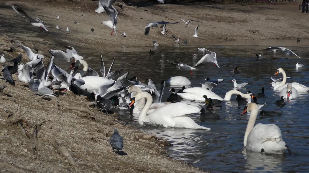 愤怒的海鸥、天鹅和野鸭在湖岸争夺食物视频素材