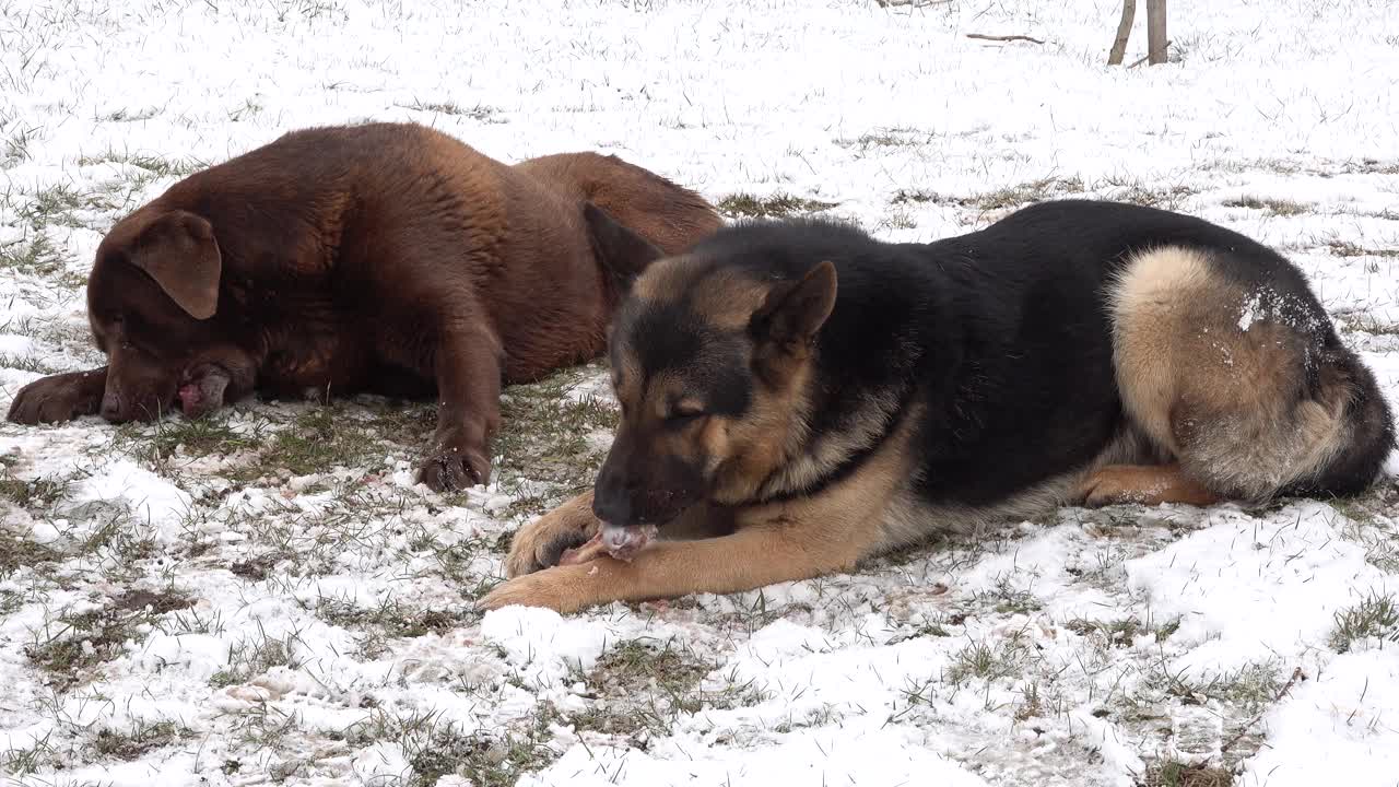 一只德国牧羊犬和一只拉布拉多猎犬躺在雪地里吃骨头。饿狗视频素材