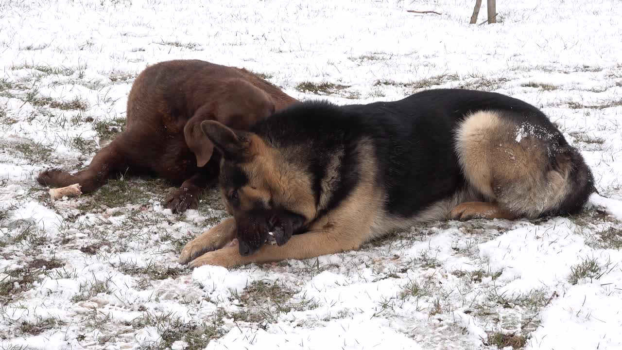 一只德国牧羊犬和一只拉布拉多猎犬躺在雪地里吃骨头。饿狗视频素材