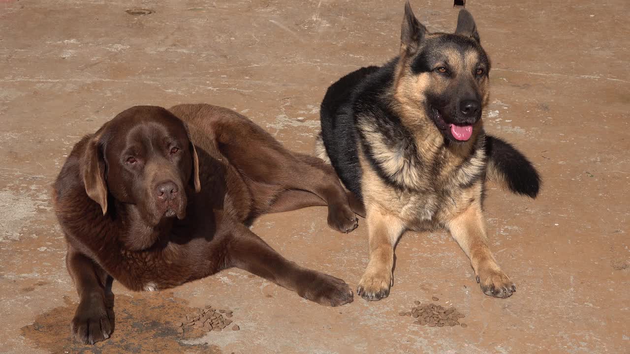 两只狗正躺在他们面前吃着食物，拉布拉多猎犬吃得很快，德国牧羊犬吃得很慢视频素材