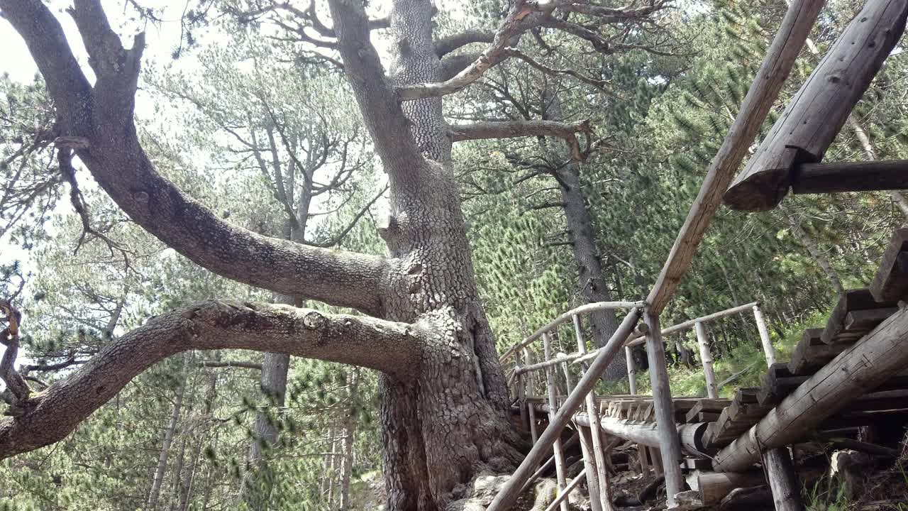 保加利亚班斯科皮林山上的一棵巨大的老橡树。这棵树被称为村田，是吸引游客的旅游景点视频素材