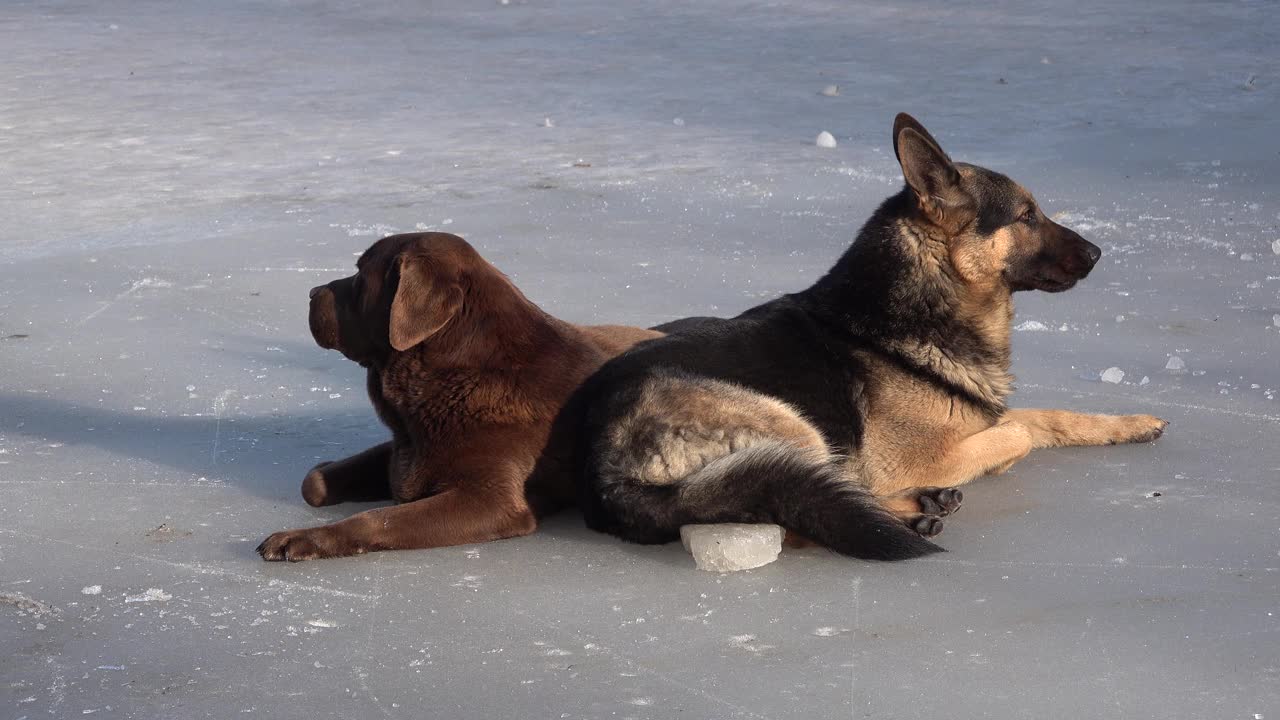 一只德国牧羊犬和一只巧克力色的拉布拉多狗躺在冰上，德国牧羊犬耷拉着舌头视频素材