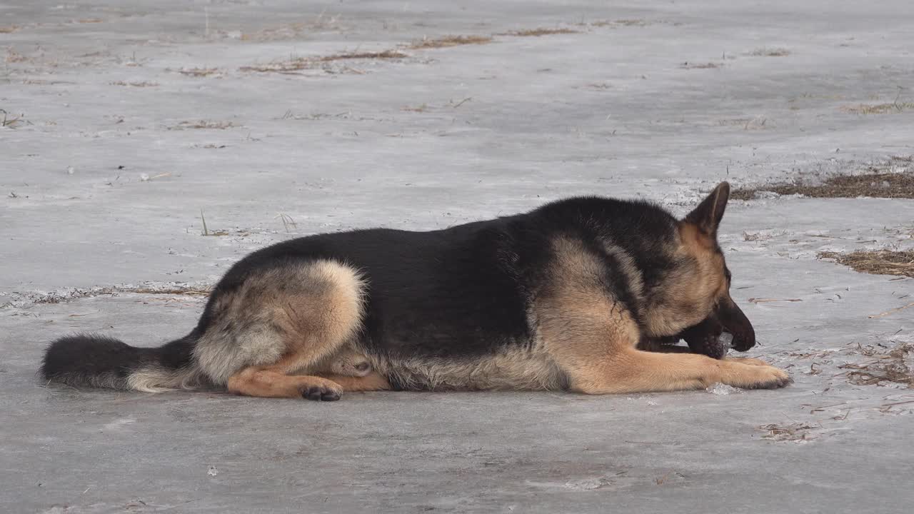 德国牧羊犬躺在冰上，垂着舌头，看着，听话视频素材