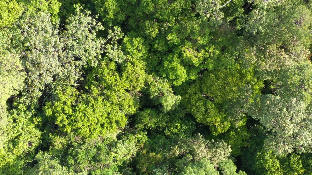 4k鸟瞰茂密的绿色丛林，空中俯瞰热带雨林视频素材