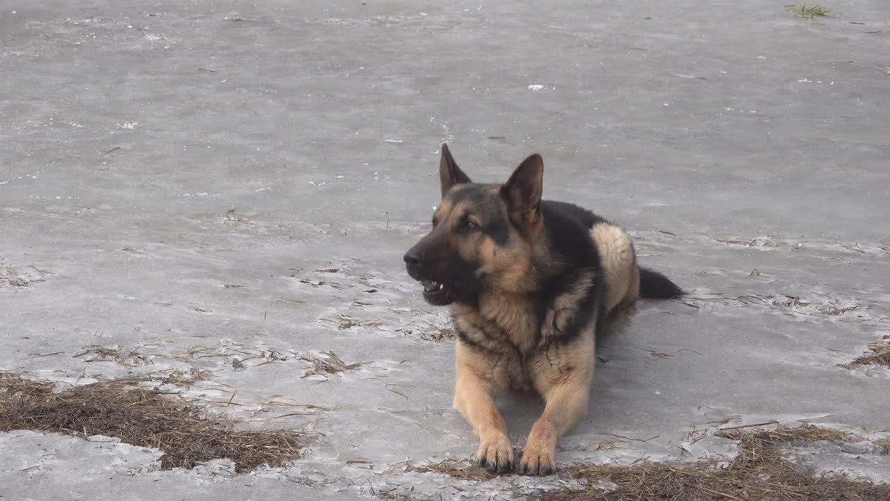 德国牧羊犬躺在冰上，垂着舌头，看着，听话视频素材