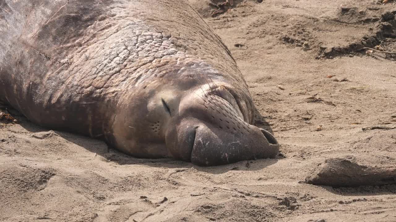 象海豹视频素材