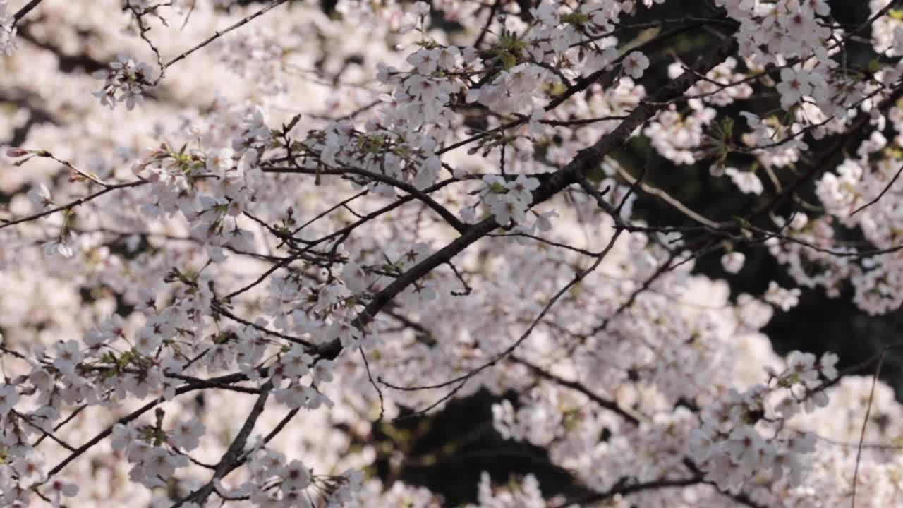 樱花视频素材