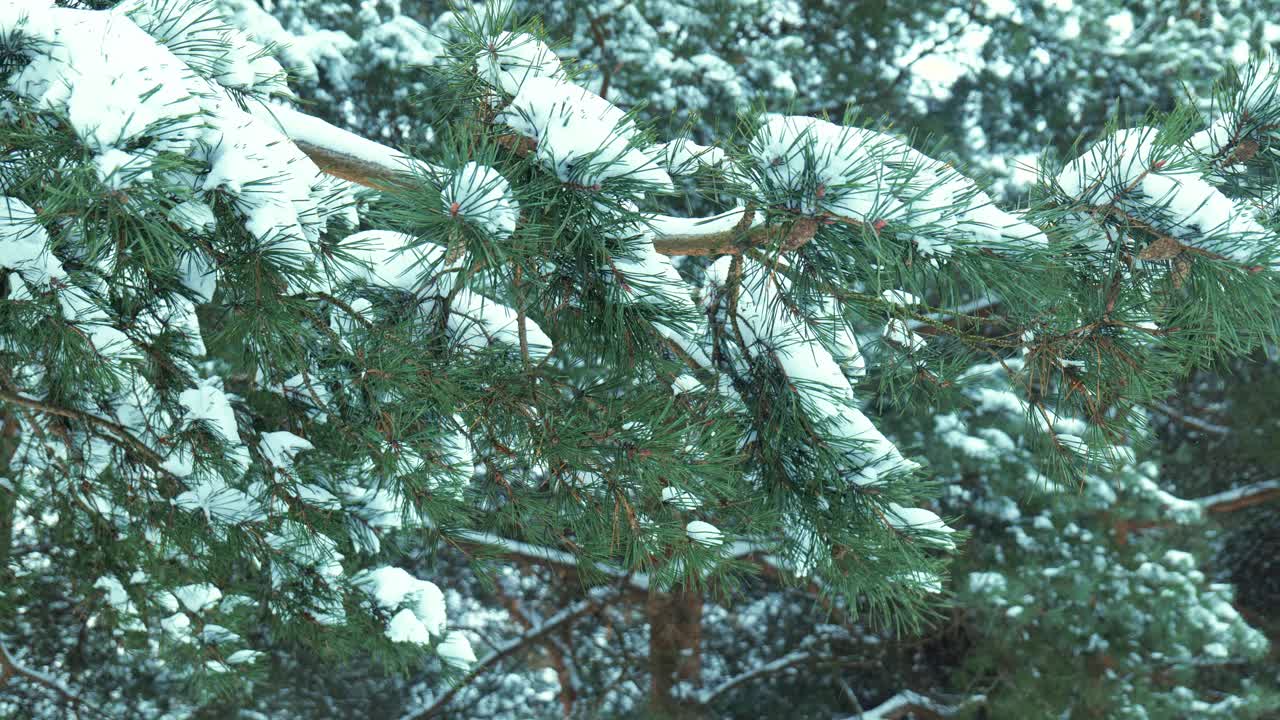 雪的背景是森林里白雪覆盖着绿色的树枝视频素材