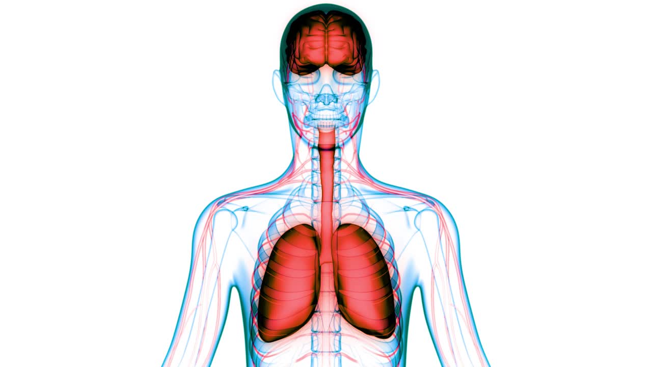 人体内部器官大脑与肺解剖动画概念视频素材