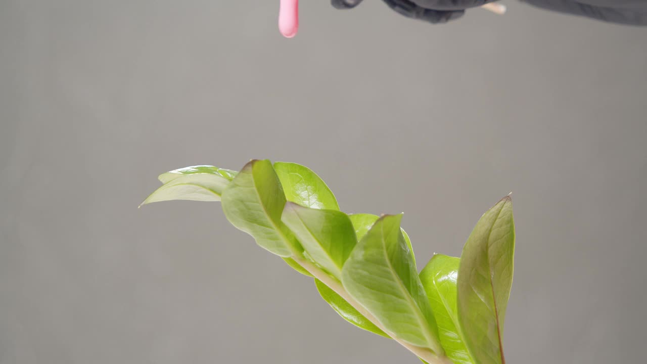 特写的粉红色蜡流下的绿色植物在灰色的背景。护肤中美丽、自然、光滑的概念视频素材