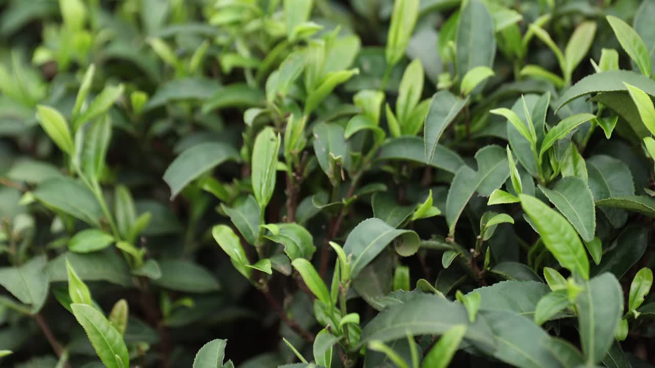 春天的花园里种着绿茶视频素材